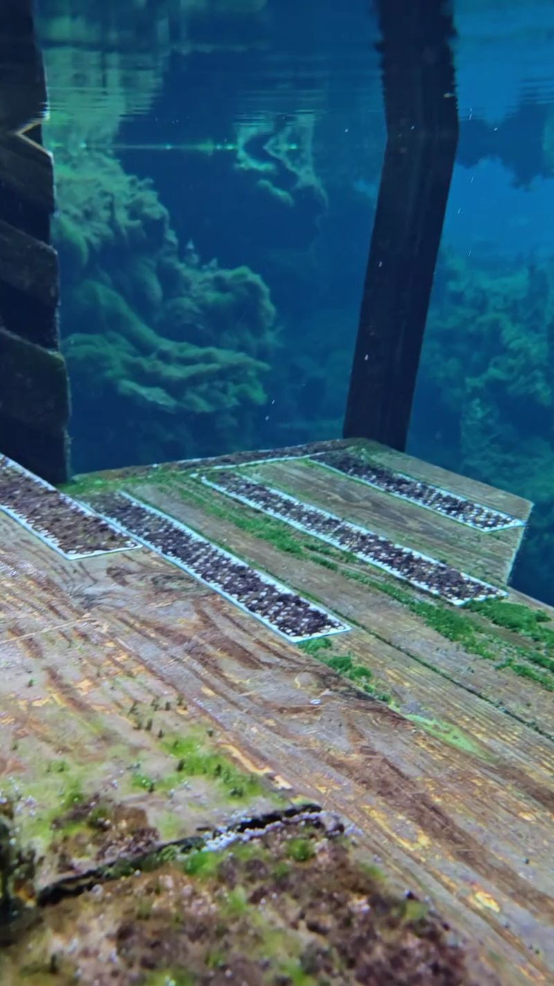 Wildlife, Formations, and Conservation Ethics