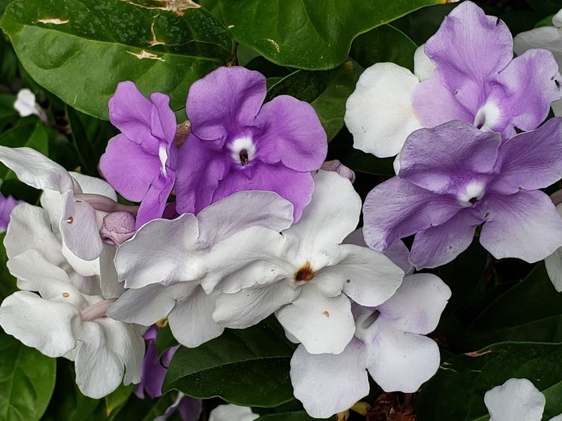 McKee Botanical Garden (Vero Beach)