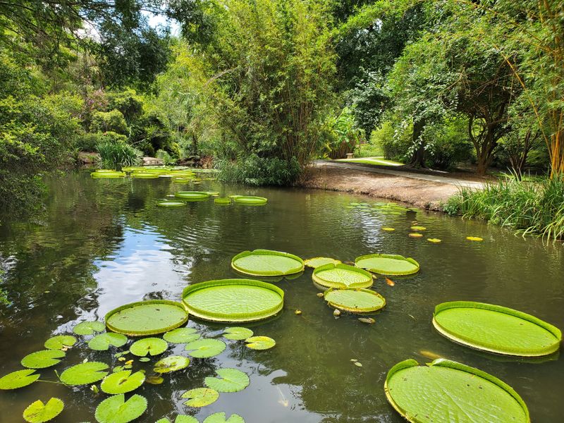 Kanapaha Botanical Gardens (Gainesville)