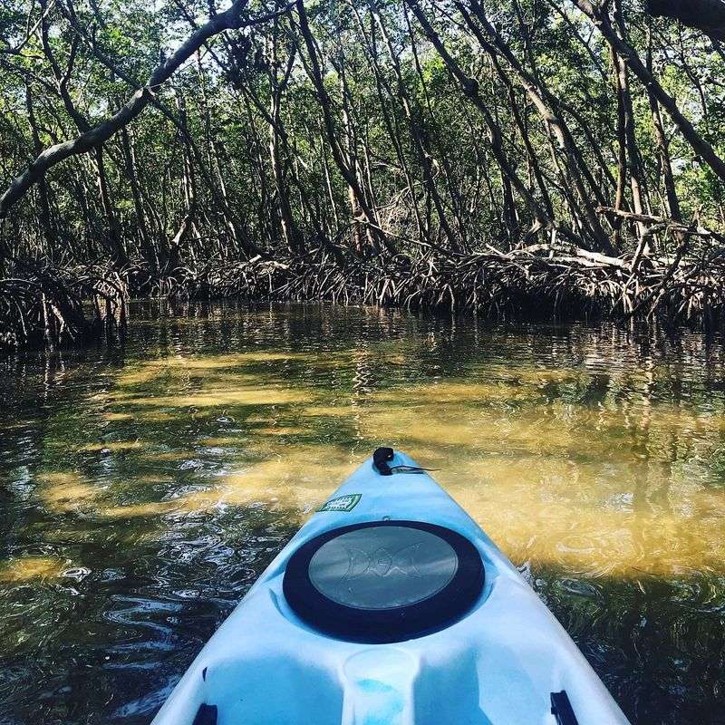Kayaking the Mangrove Tunnels on the Bay Side