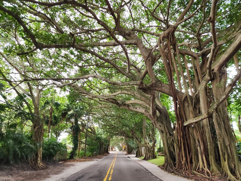 Banyan Tree Tunnel