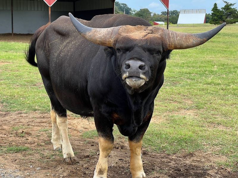 Tennessee Safari Park — Alamo