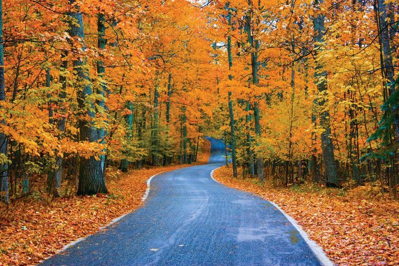 Tunnel of Trees Scenic Drive