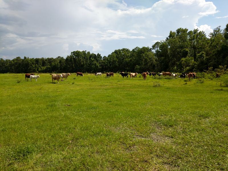 Seminole State Forest (Lake County)