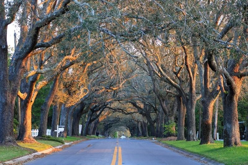 12th Avenue Tree Tunnel
