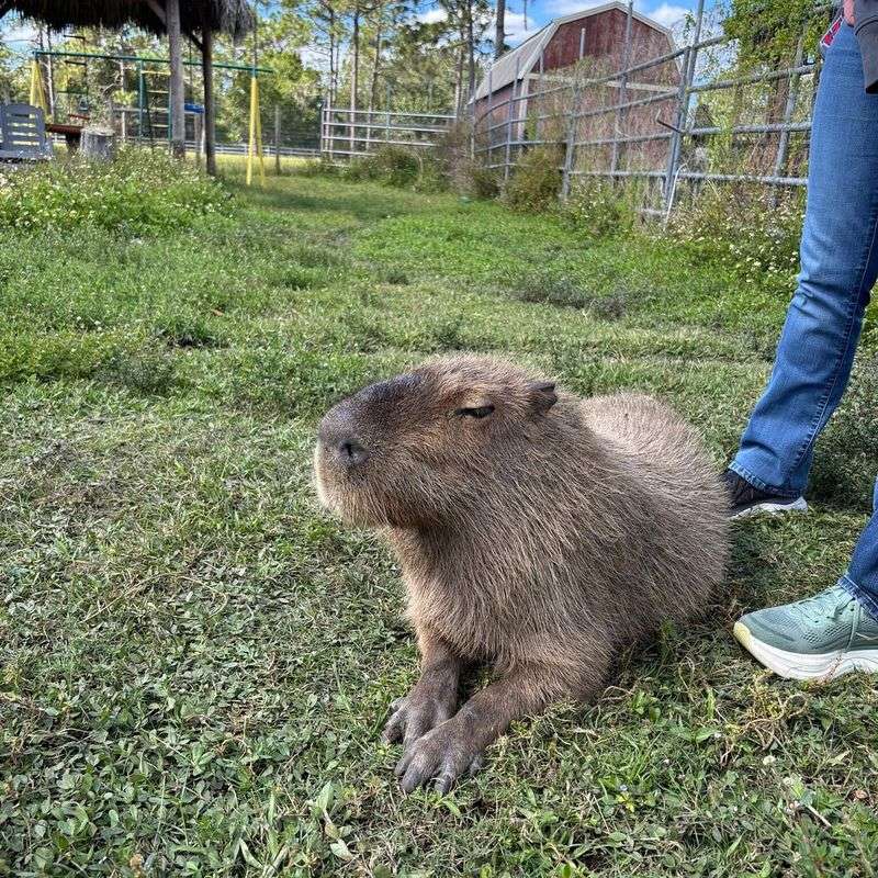 Capybara Chill Time