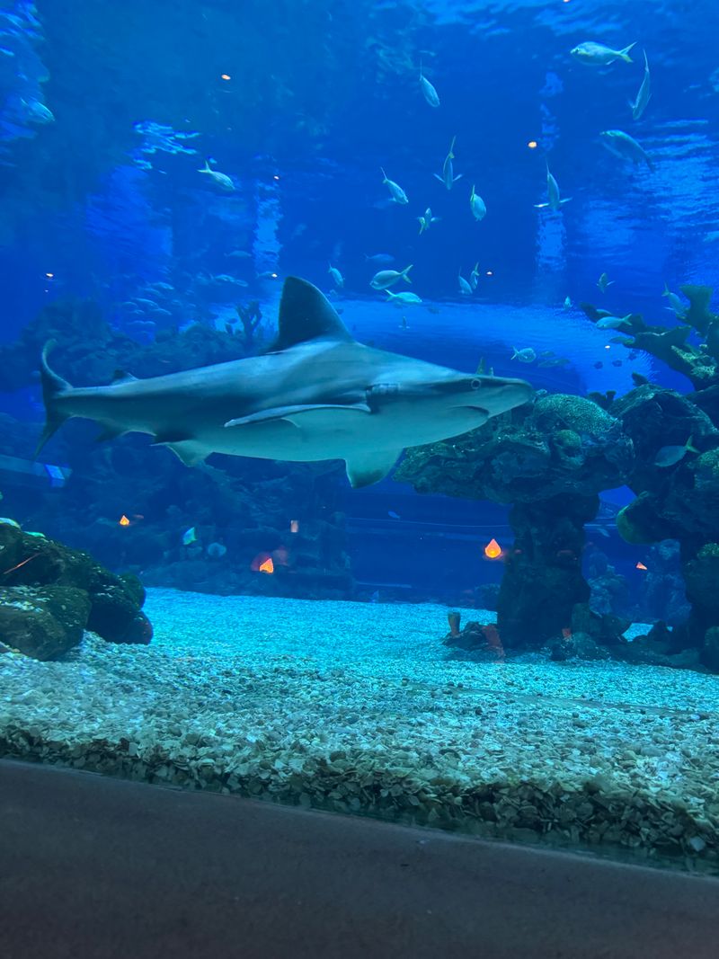 What You'll See Swimming By During Your Meal