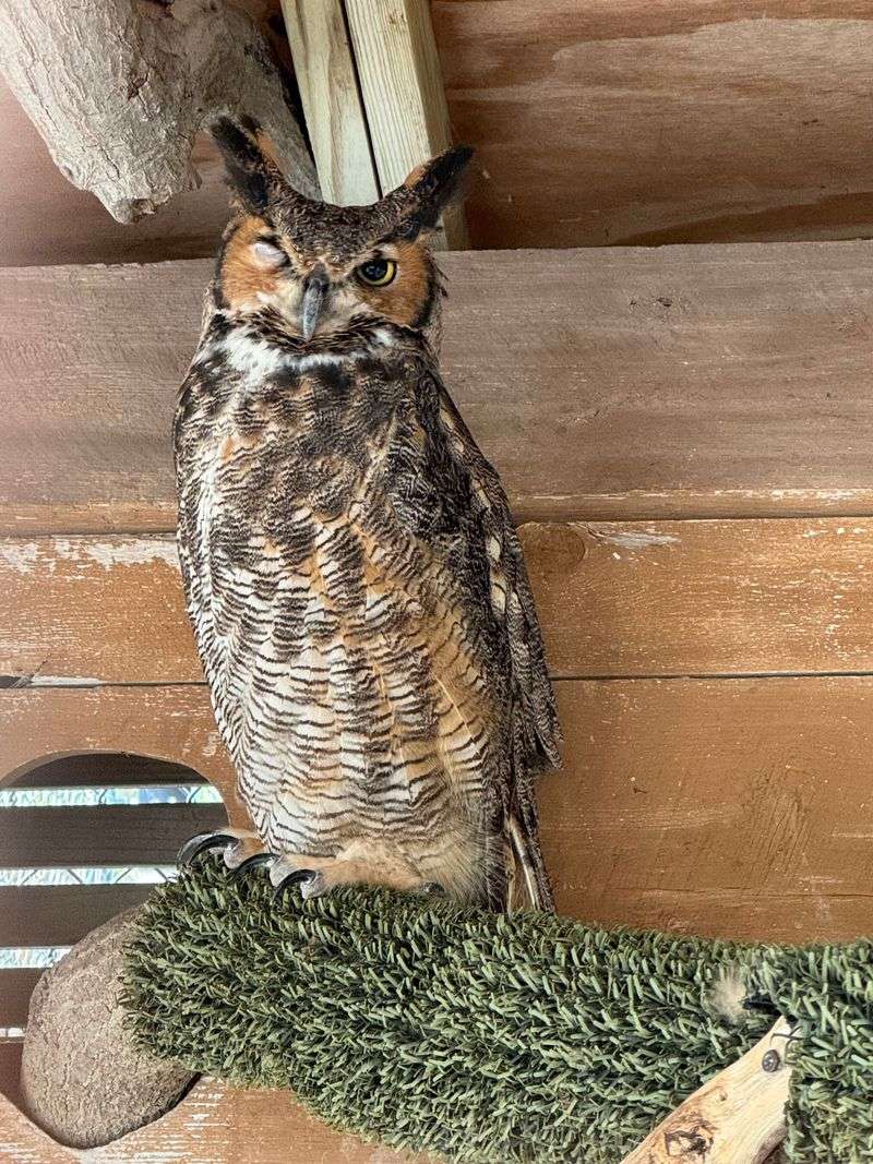 Seaside Seabird Sanctuary (Indian Shores)