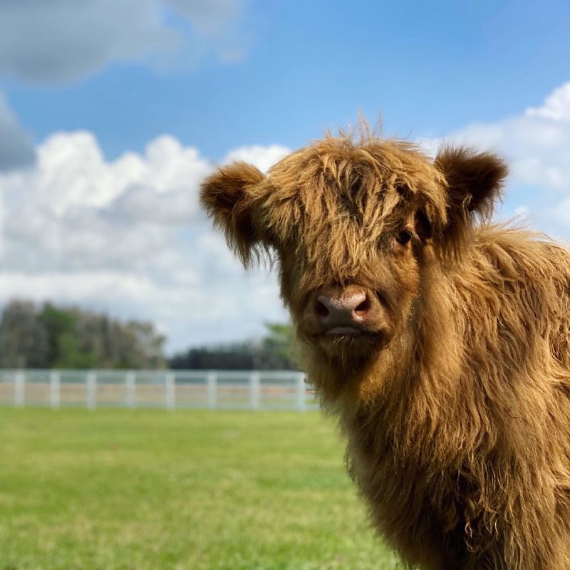 Highland Cow Meet and Feed Tour