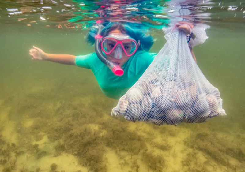 Go scalloping in Citrus County (Crystal River/Homosassa region, in season)