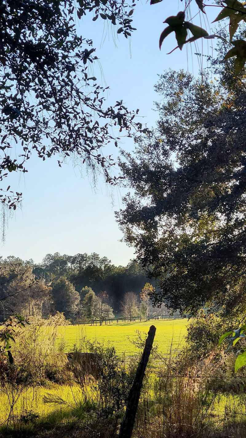 Forest Road Stroll Beside Farmland