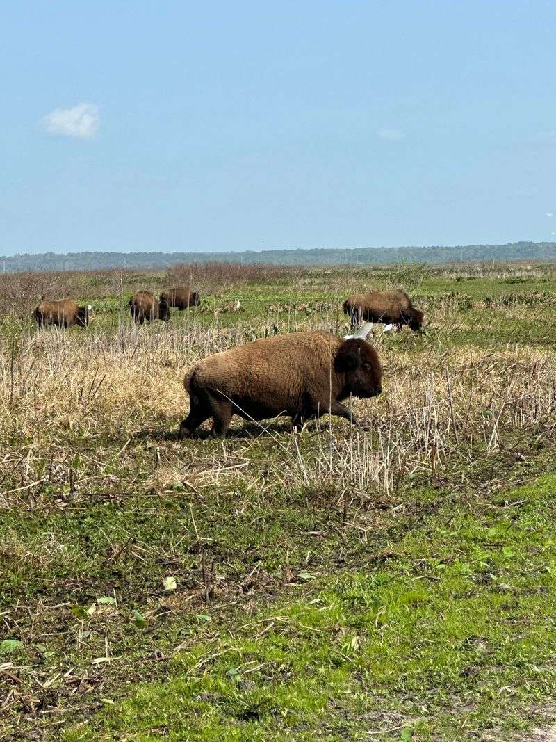 Bison Spotting From the Observation Tower