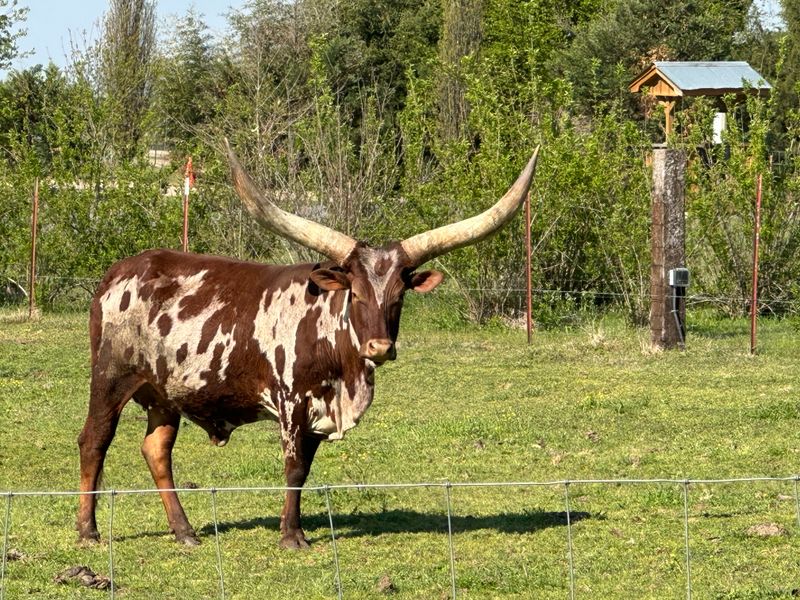 Best Tips for Visiting Tennessee Safari Park Safely and Comfortably