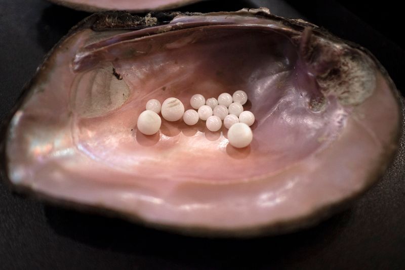 Tennessee is the only place in North America that harvests freshwater pearls.