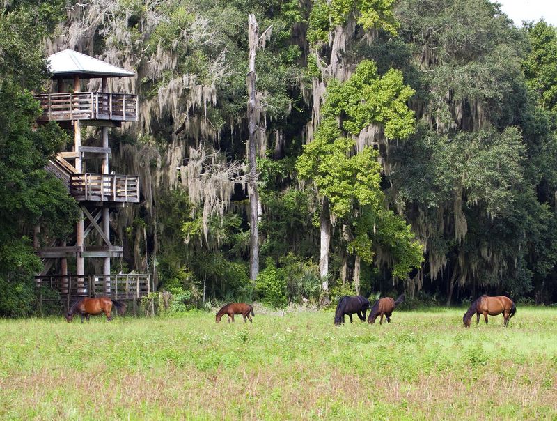 Paynes Prairie Preserve State Park