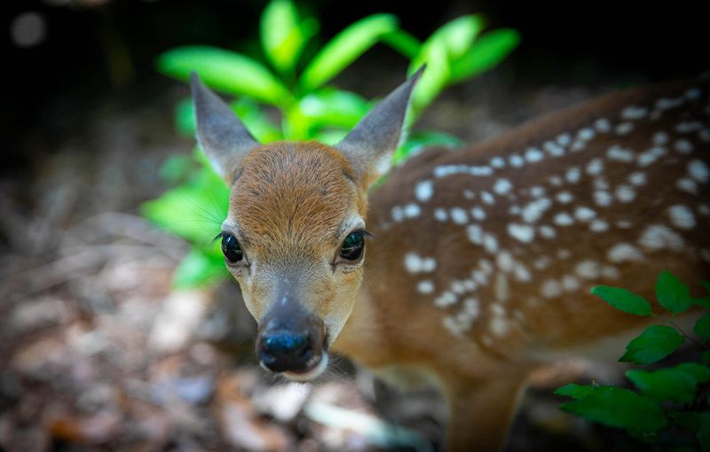 Residential Areas of Big Pine Key