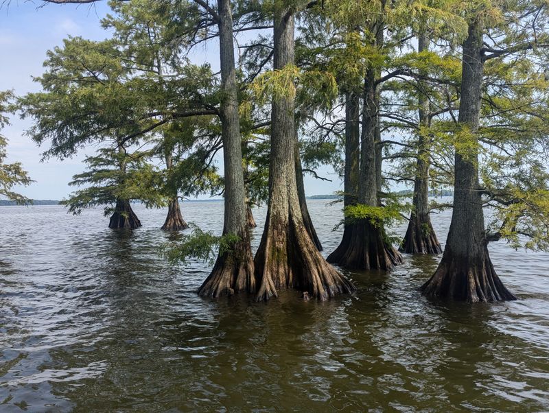 The Quiet Corners of Reelfoot Lake (Tiptonville)
