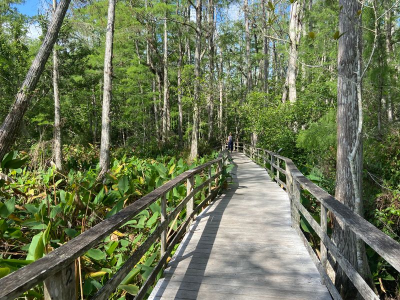 Hiking the Corkscrew Swamp Sanctuary Boardwalk