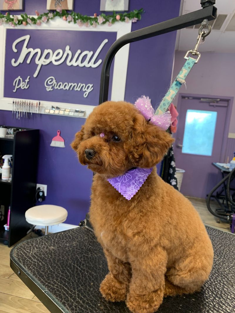 Imperial Pet Grooming (Kissimmee)