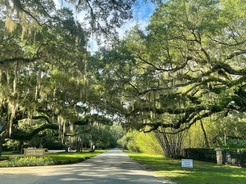 Shaded Trails and Live Oaks