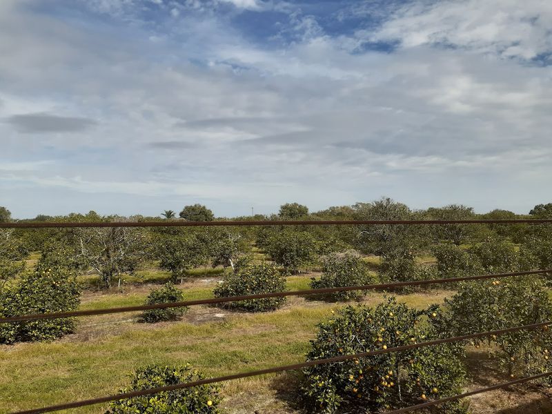 U-Pick Citrus Groves