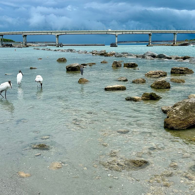 Pelican Island Refuge, Up Close