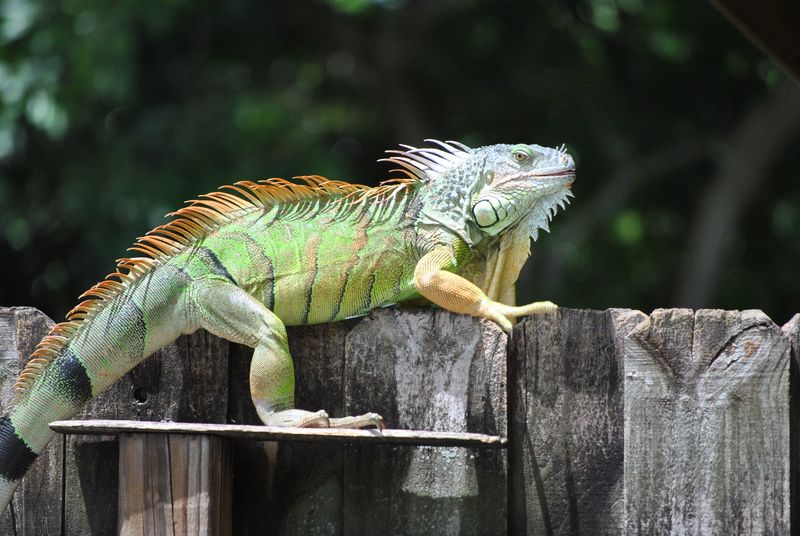 South Florida Wildlife Center