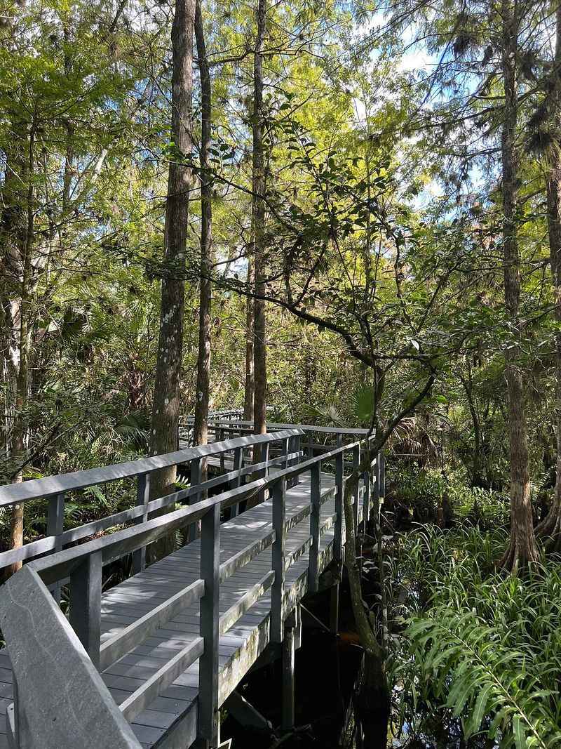 Fern Forest Nature Preserve Boardwalk