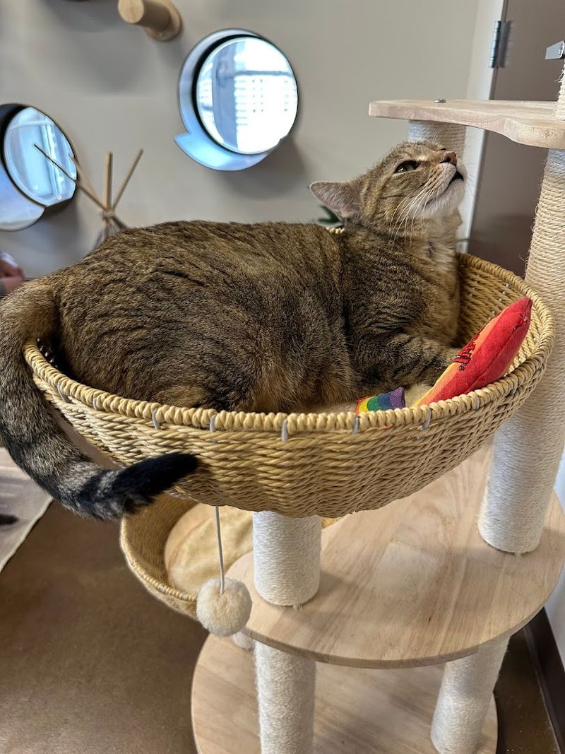 Crossroads Cat Caf&eacute; &mdash; Nashville