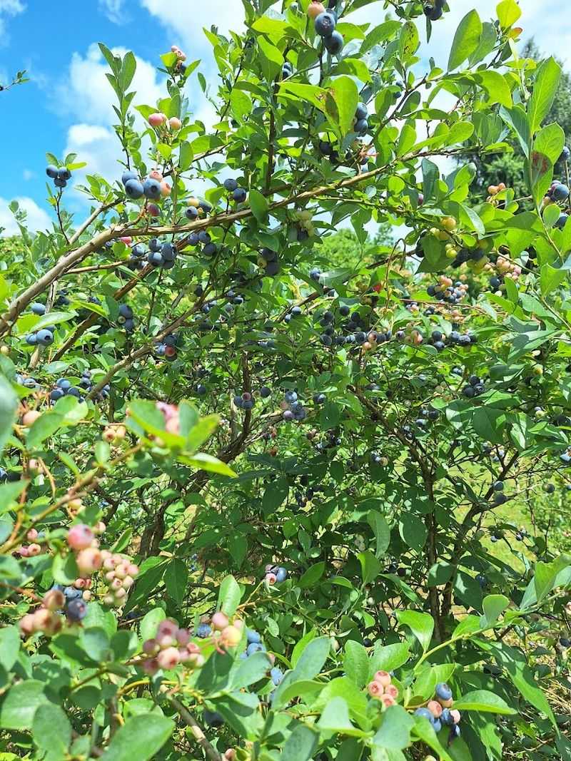 Berney Blueberry Farm &mdash; Powell