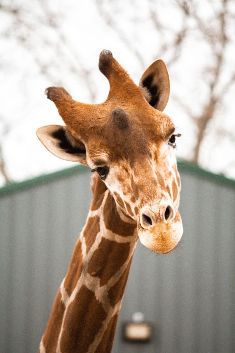 Why It Feels Different From a Traditional Zoo