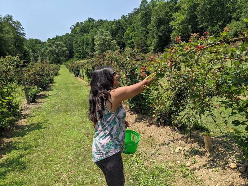 Mountain Mist Farms &mdash; Pigeon Forge