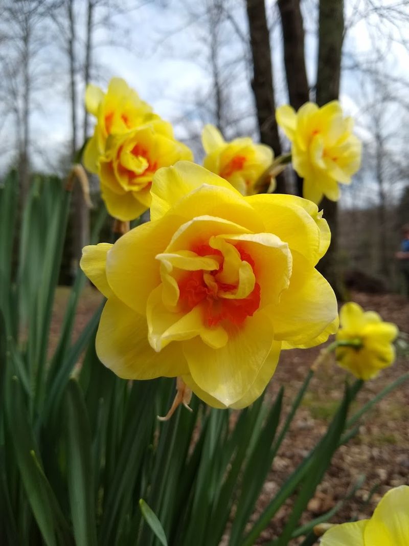 Add the University of Tennessee Arboretum to Your Tennessee Travel List