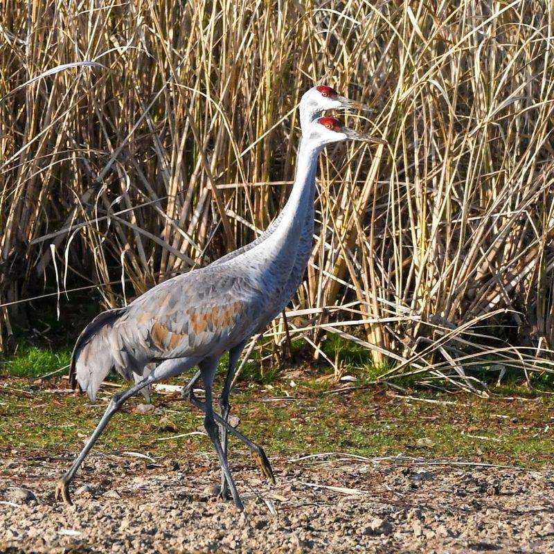 Hiwassee Wildlife Refuge