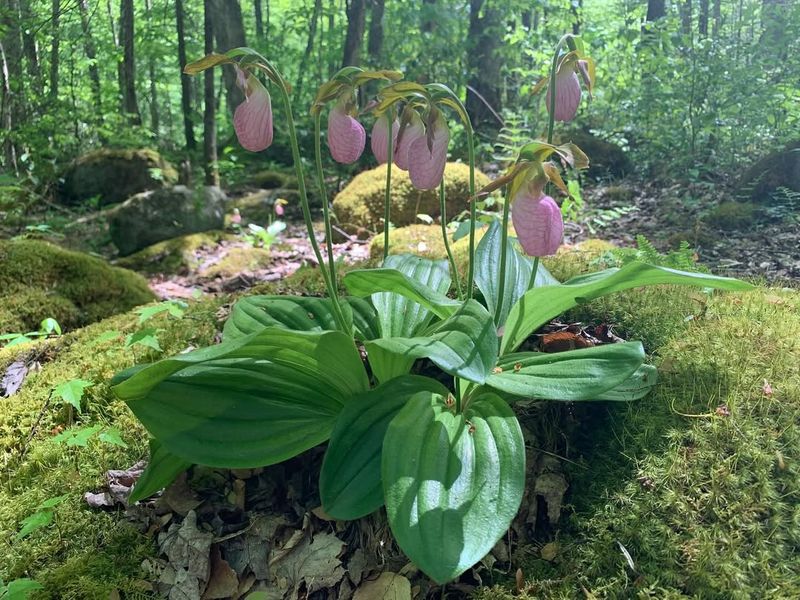 Ticket Prices, Refunds, and Who It's Best For