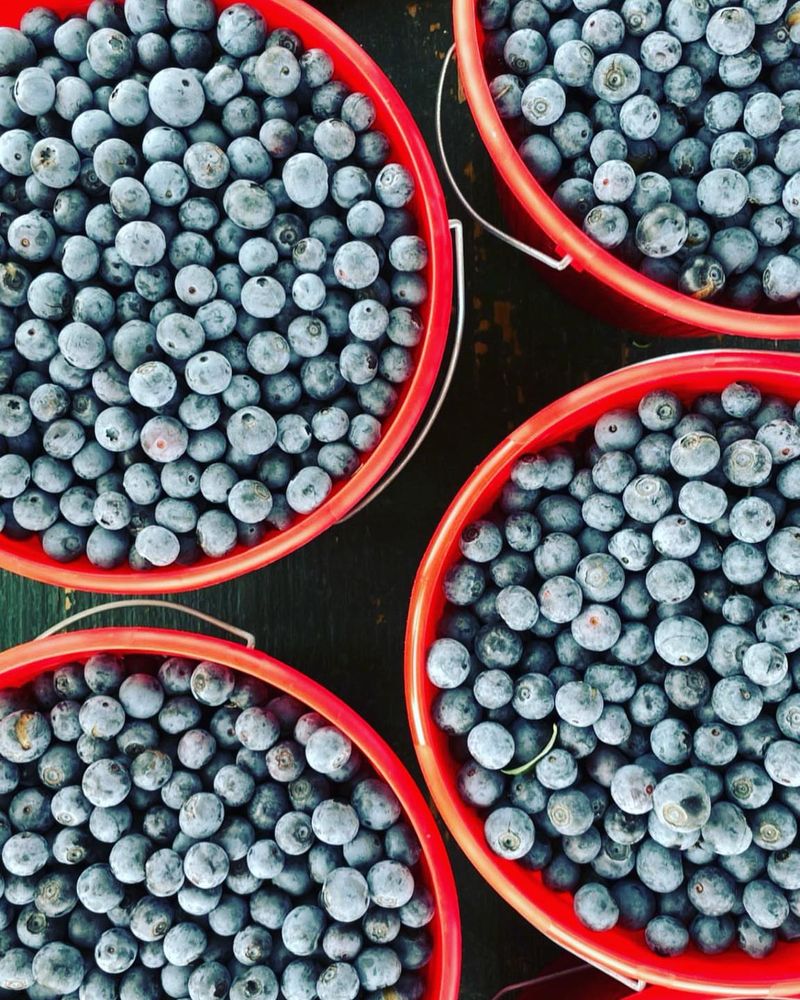 Kelley's Berry Farm &mdash; Castalian Springs