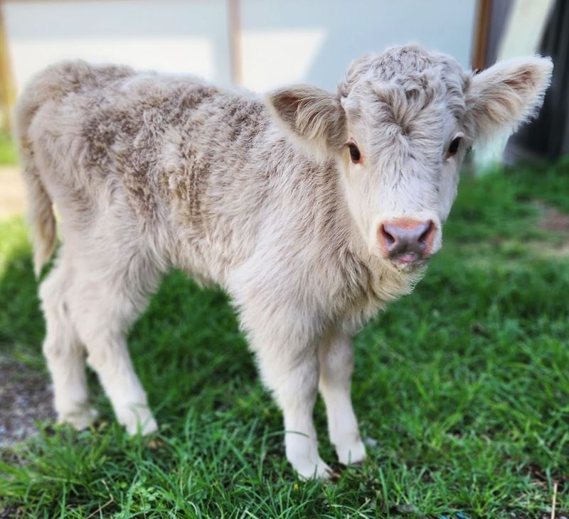 Krazy W Farm — Springfield