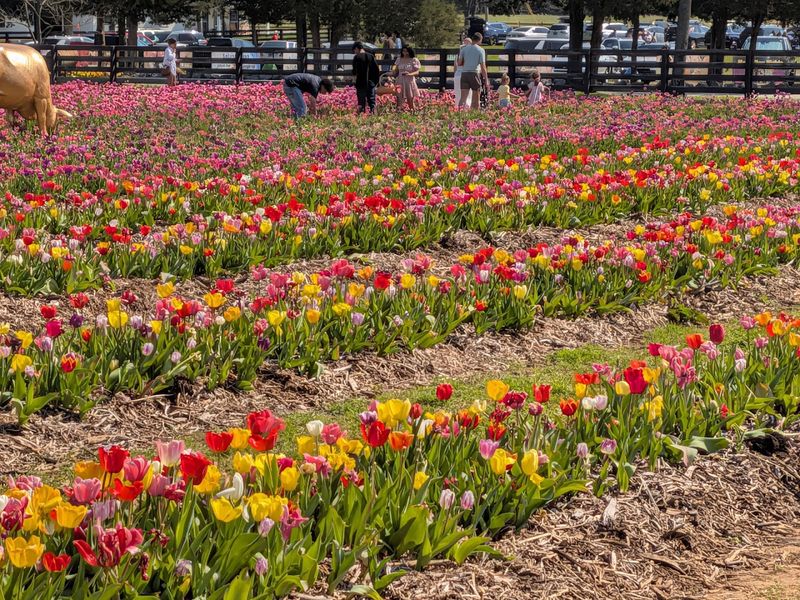 Lucky Ladd Farms - Eagleville
