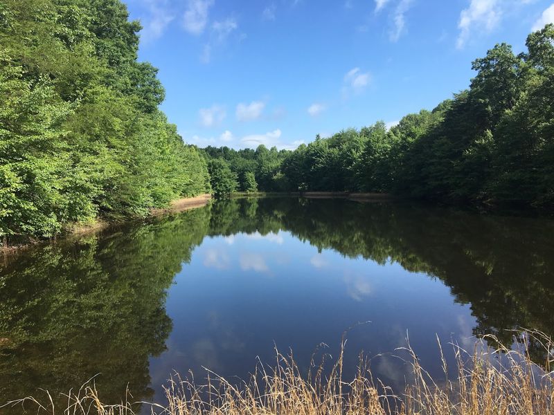 Go wildflower hunting at Trails & Trilliums in Monteagle