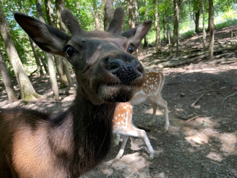 Briarwood Ranch Safari Park — Bybee