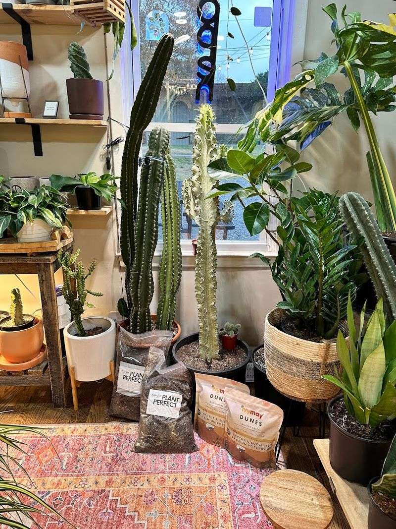 Perfect For Beginners And Serious Plant Collectors