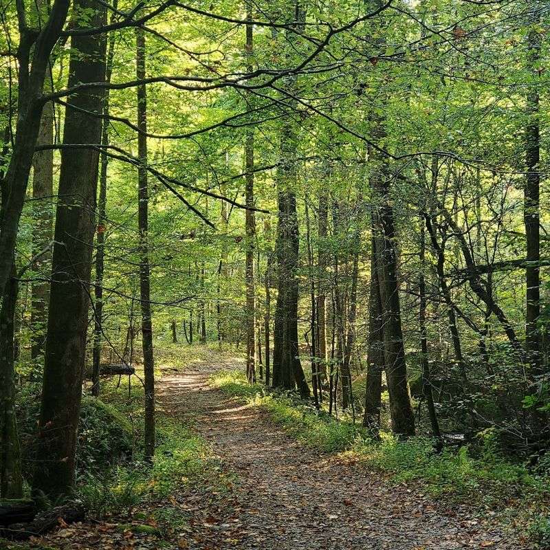 When to Visit for the Best Greenbrier Experience