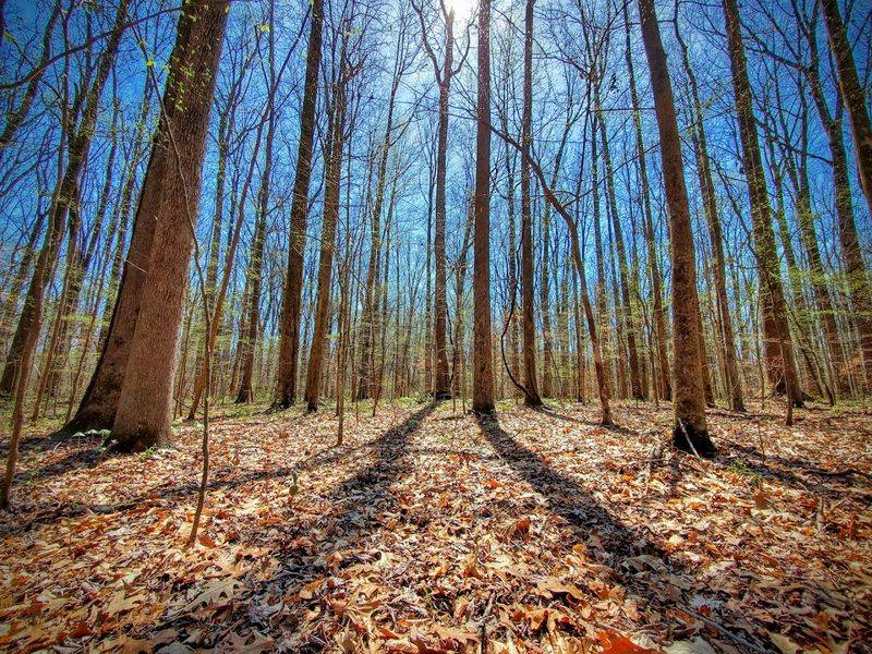 Meeman-Shelby Forest State Park
