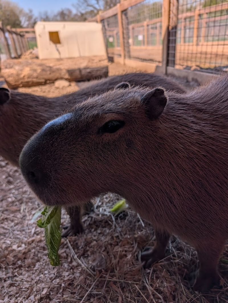 Why the Capybara Encounter Makes This Place Stand Out