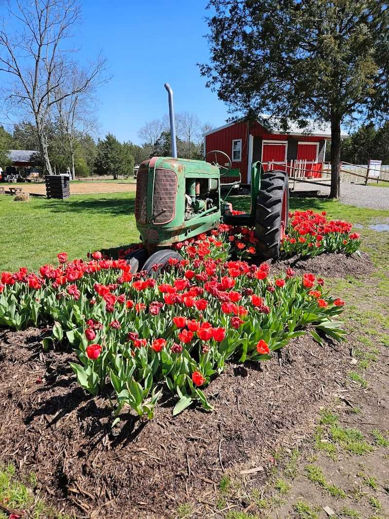 Wander the Tennessee Tulip Festival in Eagleville