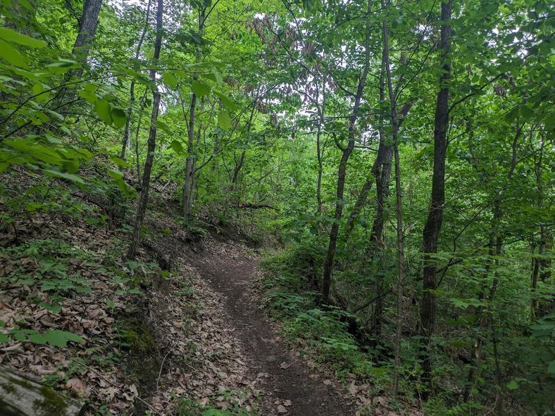 Sharp's Ridge in Knoxville