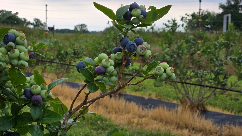 Bradley Kountry Acres &mdash; Cottontown