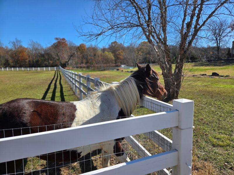 The Stories Behind the Cows, Goats, Turkeys, and Other Residents