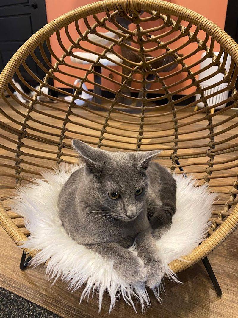 What It's Like To Spend Time In The Cat Lounge At Catfeine