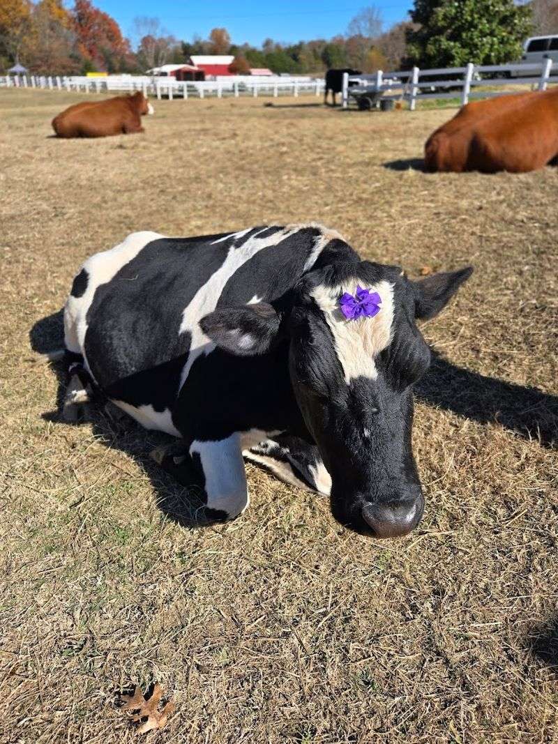 The Gentle Kind of Animal Encounters You Do Not Find Just Anywhere